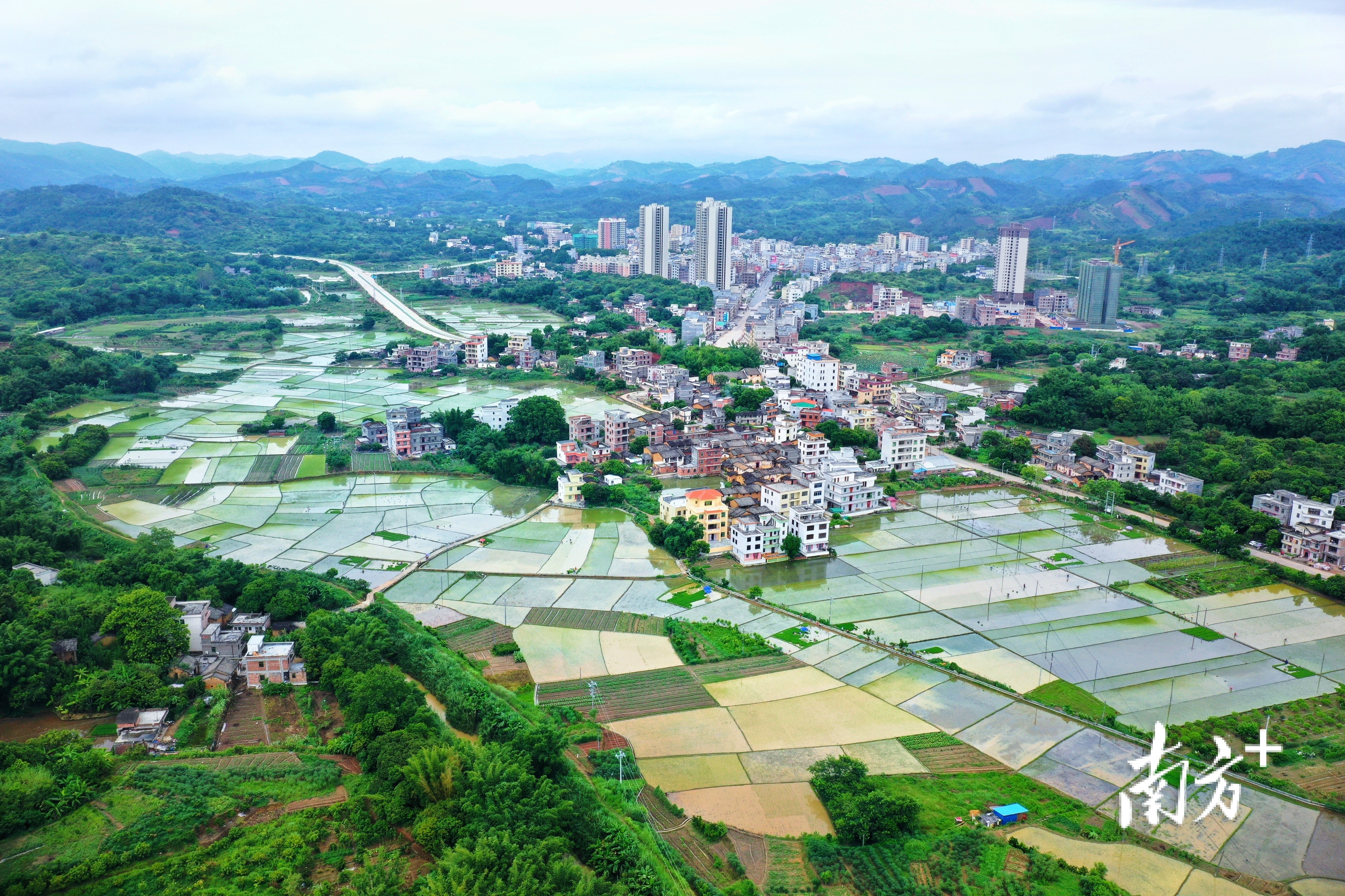 8月5日,云浮市郁南县千官镇,又到插秧季,晚稻秧苗绿成央.卢文 摄