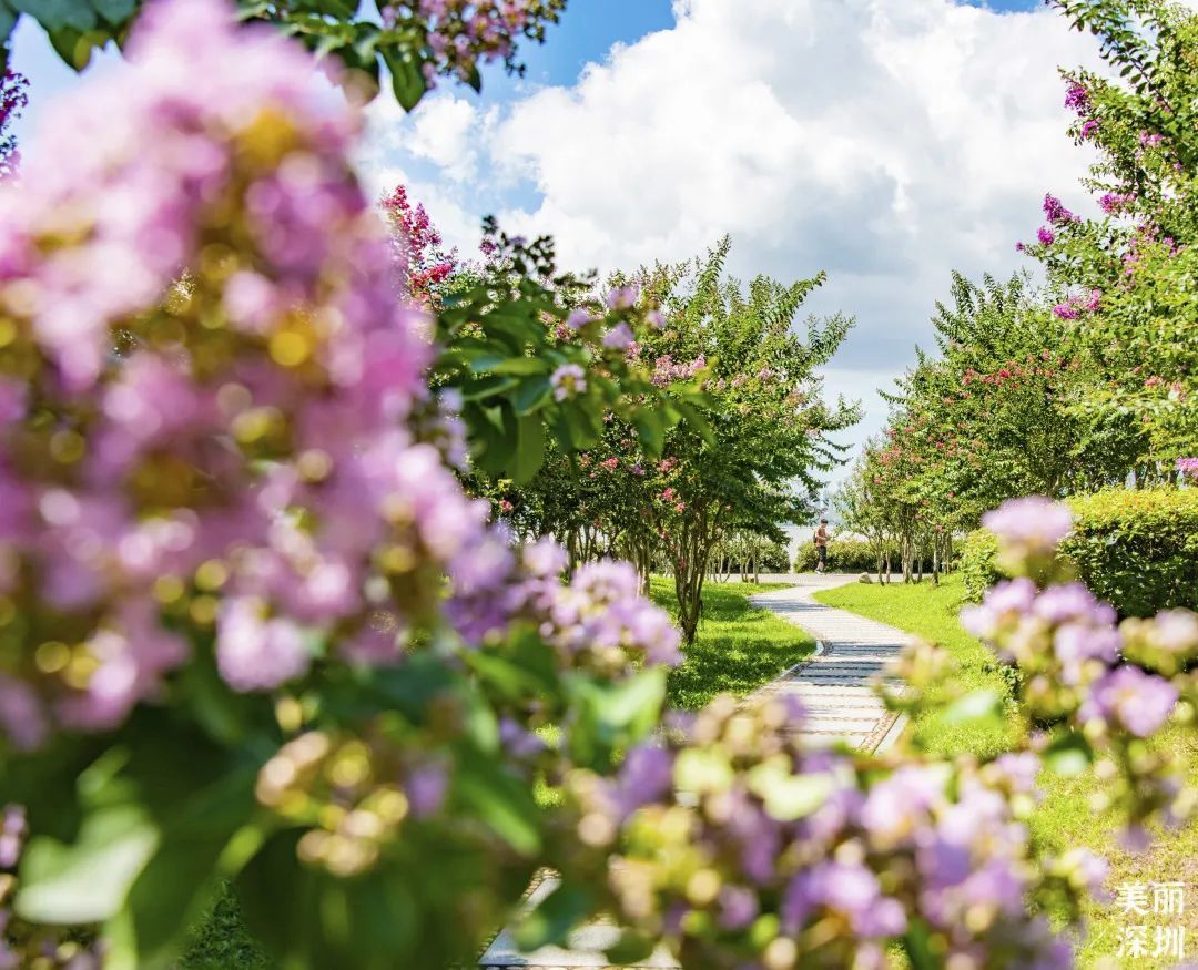 ▲深圳湾公园 ▲深圳湾公园