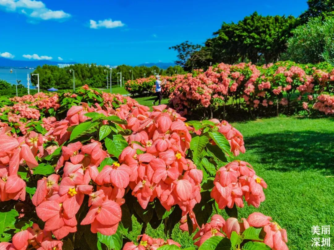 ▲深圳湾公园 ▲深圳湾公园
