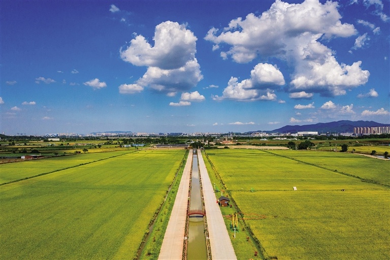 顺德结对高明乡村振兴建设项目启动，共有9大类项目。图为高明区万亩稻田核心产区。洪海 摄