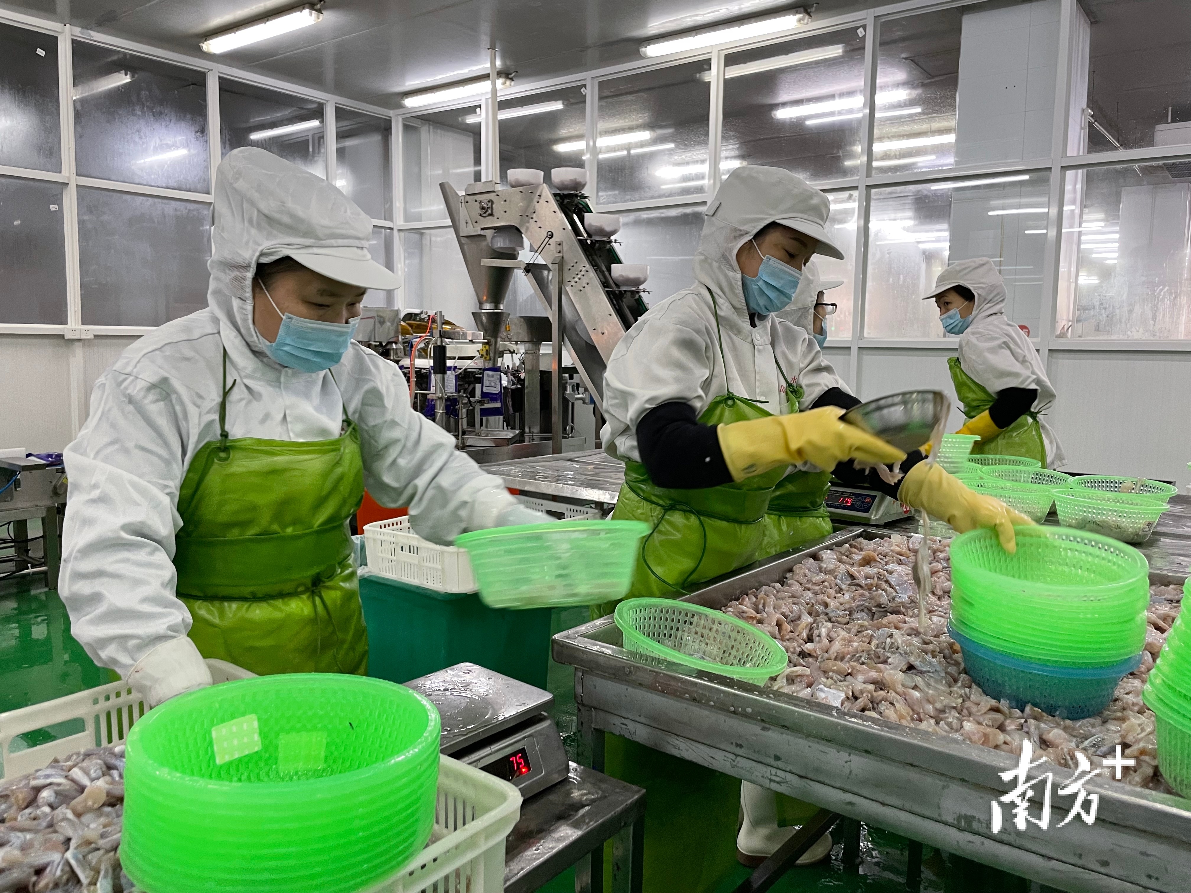 冠海水产借着RCEP和预制菜东风，预制菜出口量增长超100%。  南方+ 余丹 拍摄