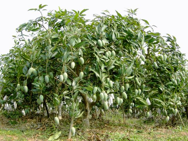 桂七芒的育成和此后的推廣打破了外來品種長期主導廣西芒果市場的局面。