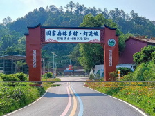 走进高州十大美丽乡村⑩|灯笼坡村：林下“掘金”打造绿色“聚宝盆”