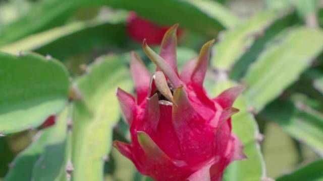 Hi 我在榄核的第79天