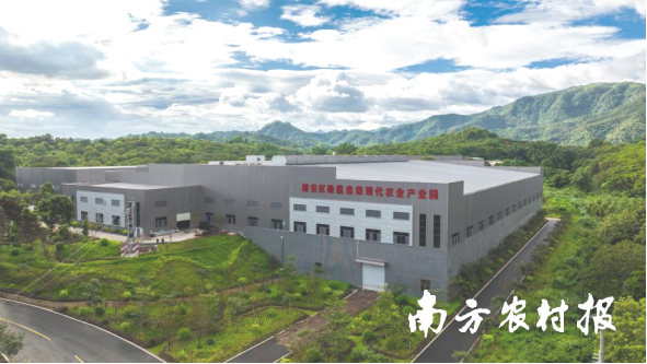 潮州市潮安区橄榄省级现代农业产业园航拍图。图/谭家富