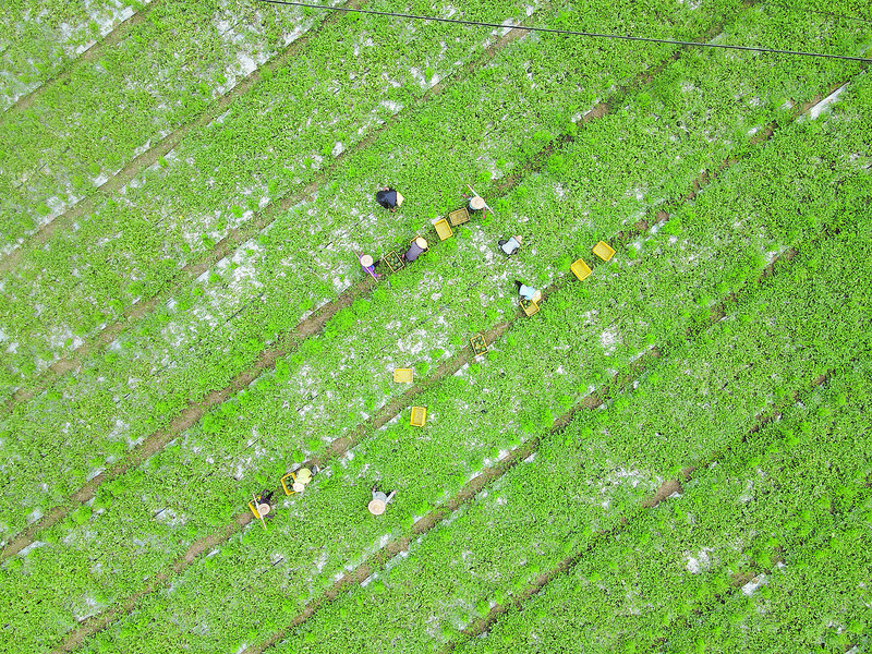 永丰镇西瓜种植基地里，村民们正忙着摘西瓜。