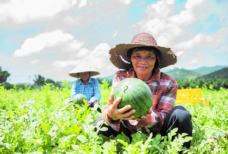 村民刚从地里采摘起新鲜的西瓜。