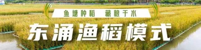 千亩养殖水面规划水稻300亩 ！“渔稻模式”率先在花都落地