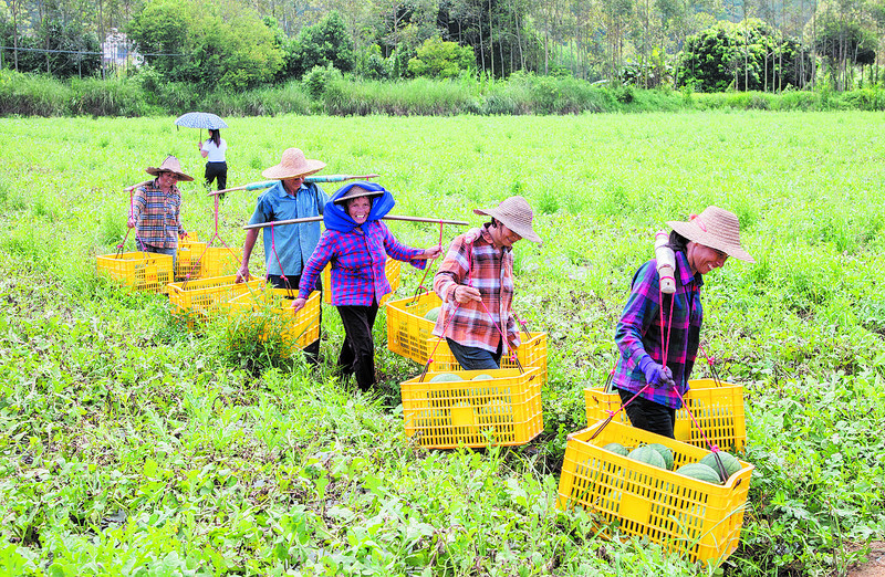 村民们扛着一筐筐刚从地里摘起的西瓜。