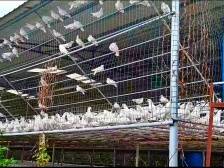 广财学子探访兴宁碧园村肉鸽养殖基地，助力乡村振兴