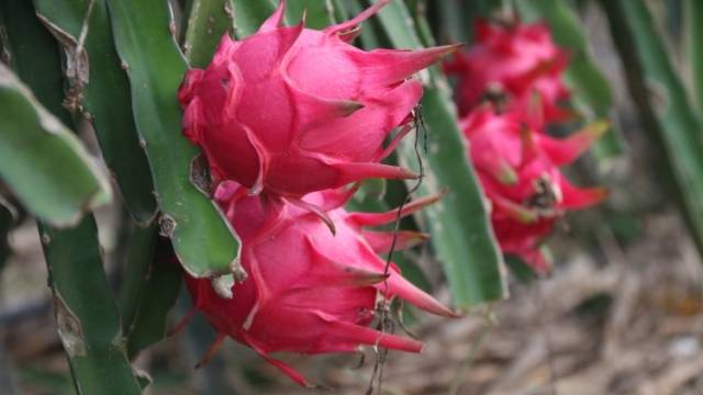 Hi 我在榄核的第80天