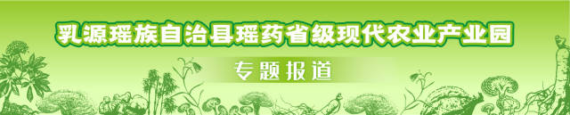 乳源乡间都是宝！探秘瑶药特色产业，不要错过