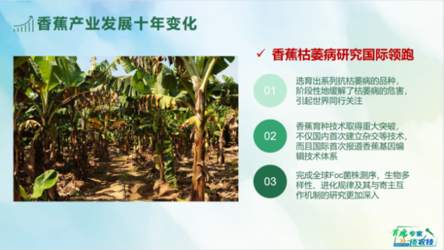 想要菠萝品质好,“12(2)3”模式是法宝