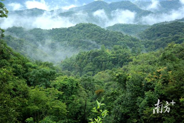 广东平远龙文—黄田省级自然保护区亚热带常绿阔叶林景观.