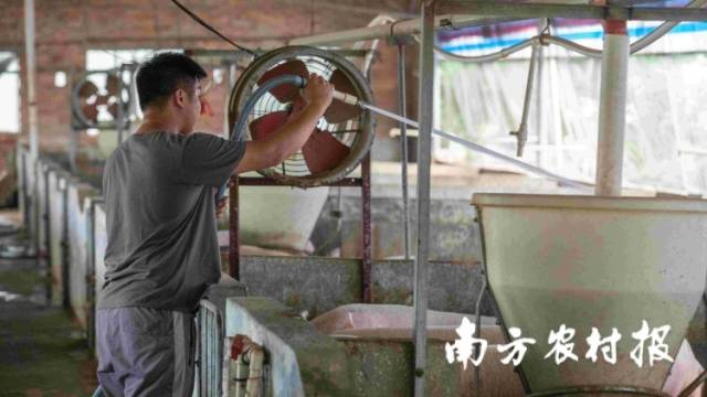 给猪打疫苗、配种、接生......湛江90后兽医返乡六年练就十八般武艺