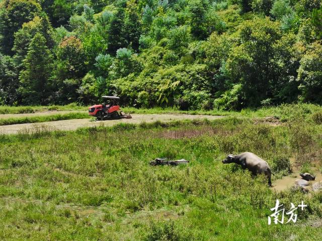 盘活120亩撂荒地，串起一条完整产业链