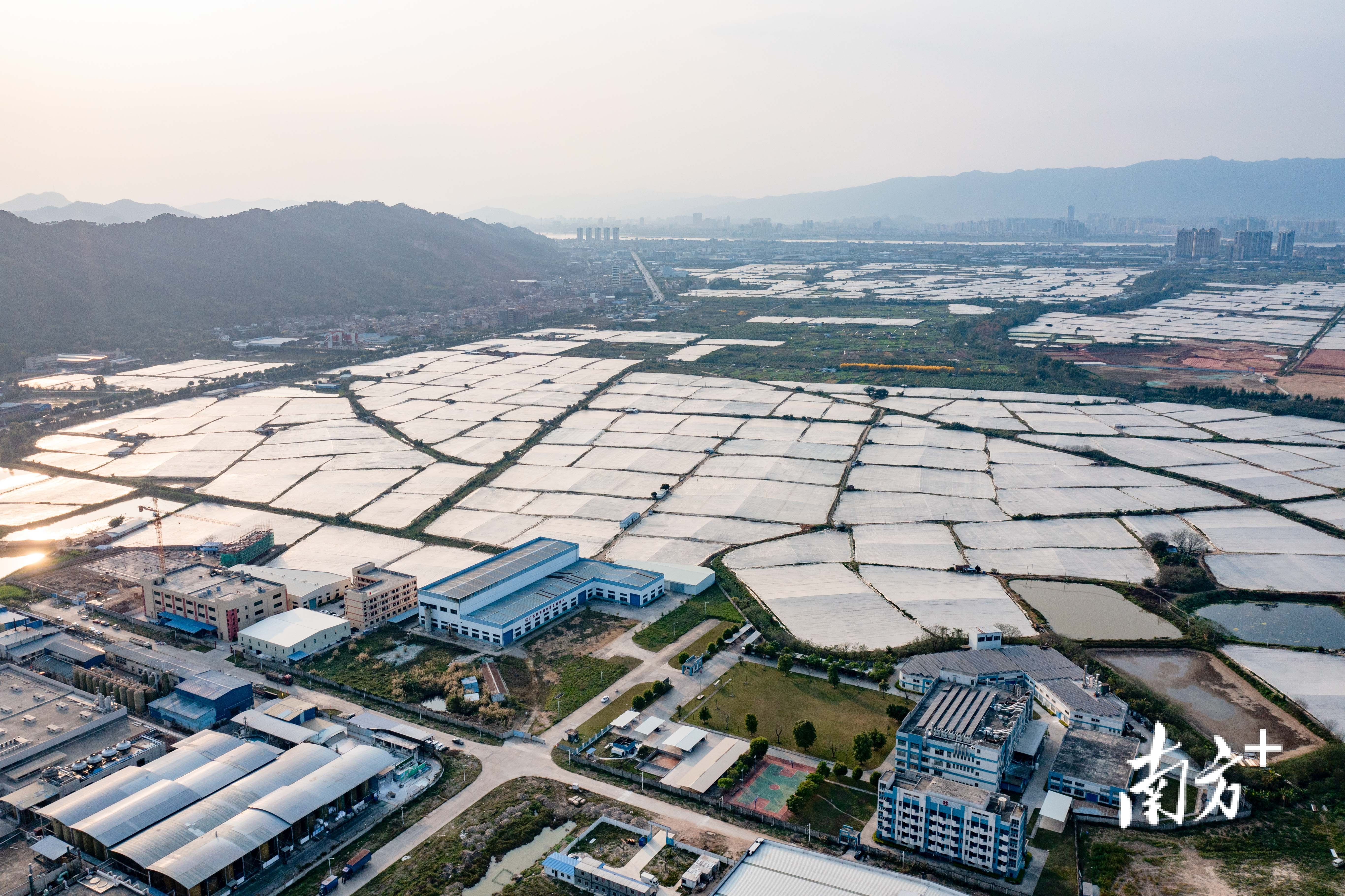 连片的高要罗氏虾养殖场。廖文奕 摄 连片的高要罗氏虾养殖场。廖文奕 摄