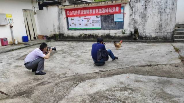 广东加快推进畜禽遗传资源普查影像资料采集