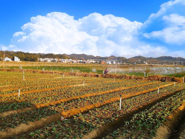 肇庆市封开县袁村村因种植蔬菜,入选省级“一村一品、一镇一业”专业村。 肇庆市封开县袁村村因种植蔬菜,入选省级“一村一品、一镇一业”专业村。