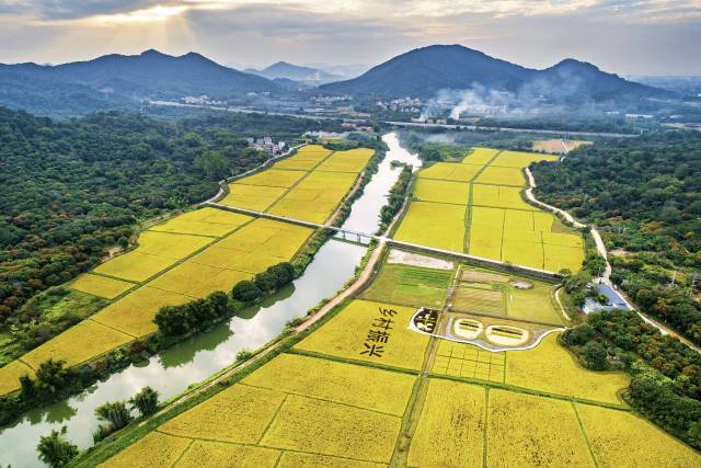 广州市从化区街口街艾米稻香小镇打造5G数字农田。 广州市从化区街口街艾米稻香小镇打造5G数字农田。
