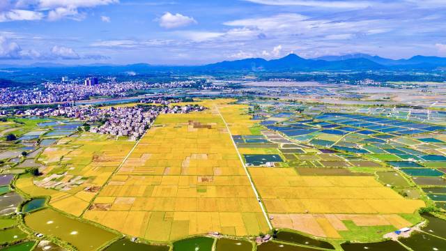 阳江市阳西县高标准基本农田。任浩沿 摄 阳江市阳西县高标准基本农田。任浩沿 摄