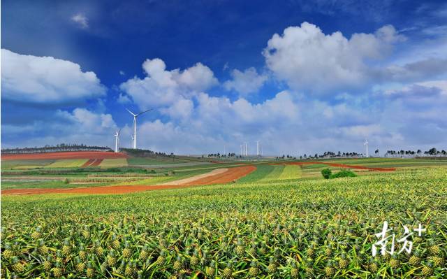 徐闻菠萝现代农业产业园。