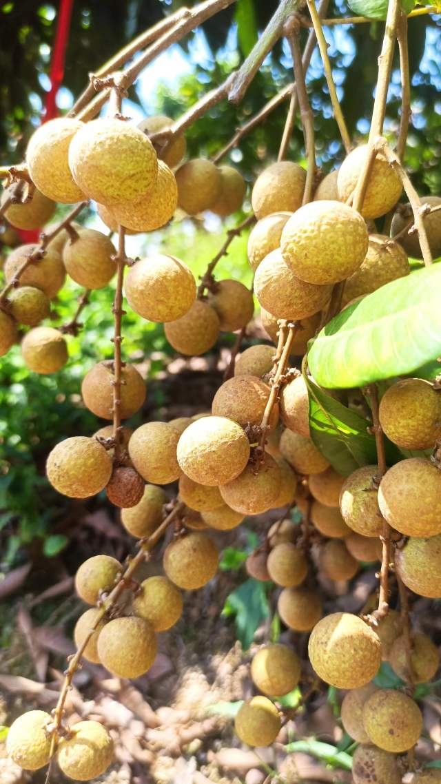 广东育成世界首个“龙眼×荔枝”杂交新品种“脆蜜”