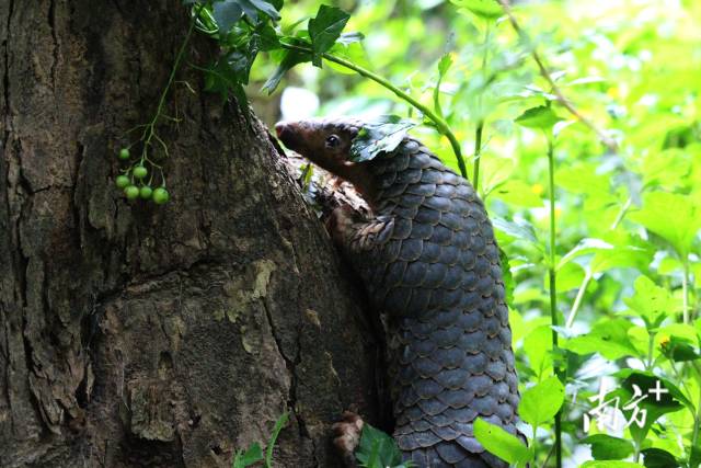 穿山甲豹貓韓江黿這些潮州的國家重點保護野生動物你都知道嗎