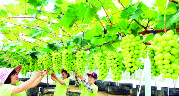 依托农业基础和自然资源优势发展特色水果种植,助力乡村振兴。 依托农业基础和自然资源优势发展特色水果种植,助力乡村振兴。