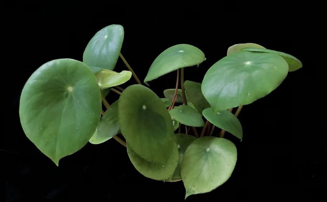 盾叶秋海棠（Begonia peltatifolia），中国海南省特有种类，是秋海棠属中最耐干旱的种类之一，盾状叶片肥厚，堪称秋海棠界的多肉。