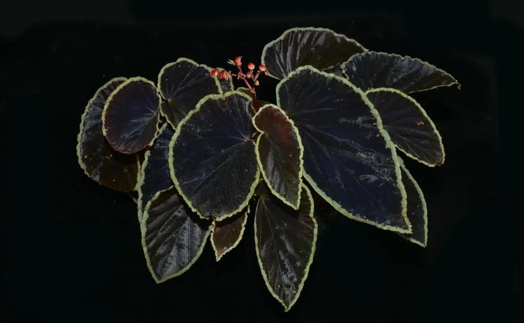 黑武士秋海棠（Begonia darthvaderiana），产自马来西亚婆罗洲雨林，叶片近黑色，是一个极度耐阴的种类。日常养护需要在高湿、弱光的环境下进行。