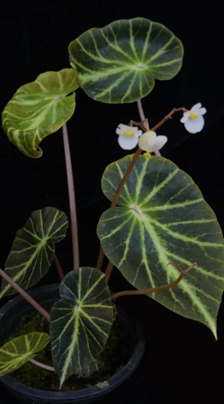 镜毅秋海棠（Begonia chingipengii），产自菲律宾吕宋岛，叶片主脉和中脉呈浅绿色。该种是为了纪念中国台湾秋海棠研究专家彭镜毅教授而命名的秋海棠。