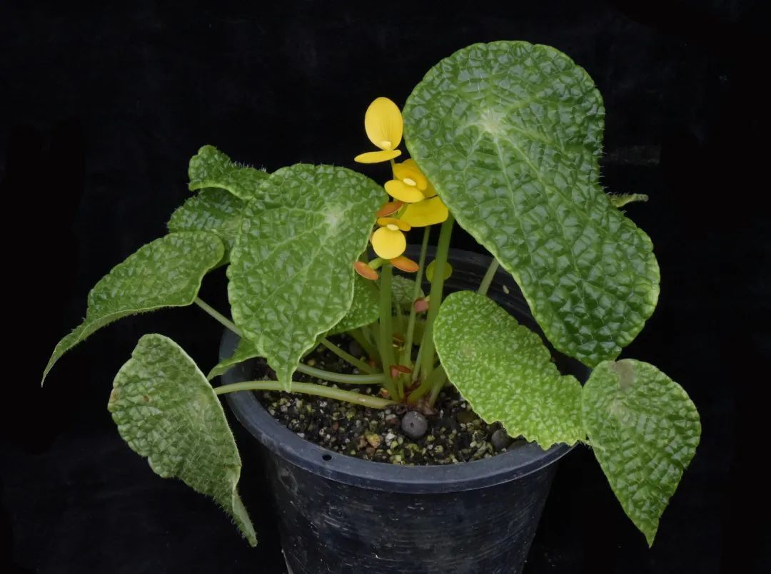 小籽秋海棠（Begonia microsperma）产自非洲喀麦隆的稀有种类。叶片泡状凸起，花黄色