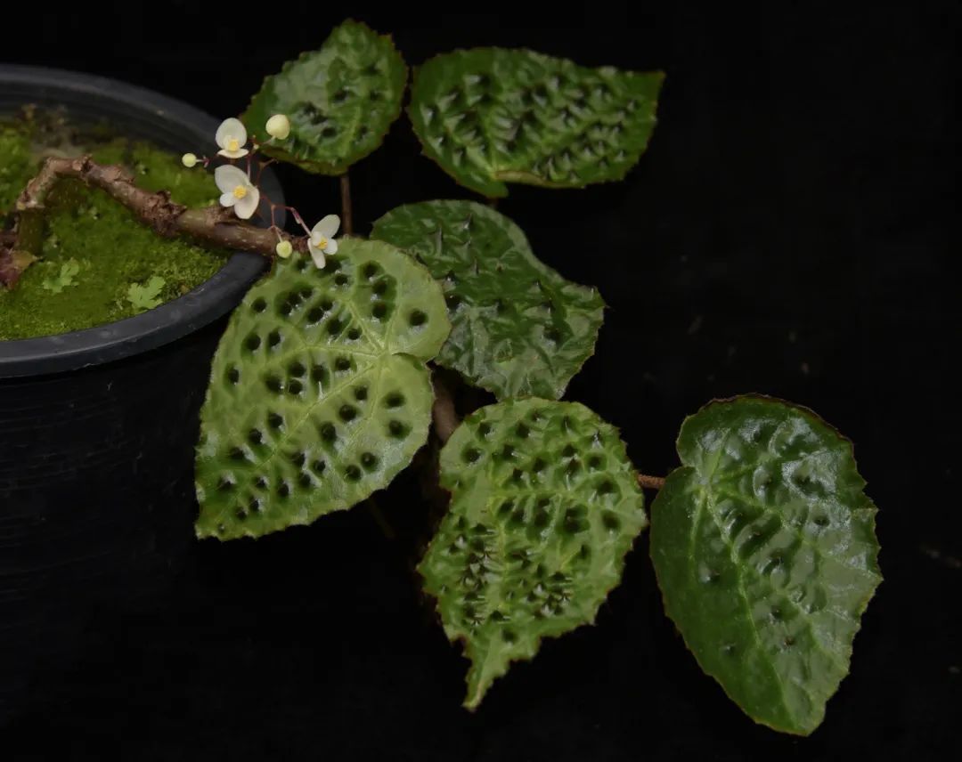 黑峰秋海棠（Begonia ferox），产自中国广西壮族自治区石灰岩溶洞。叶片表面具有明显的突起，形如一座座山峰。