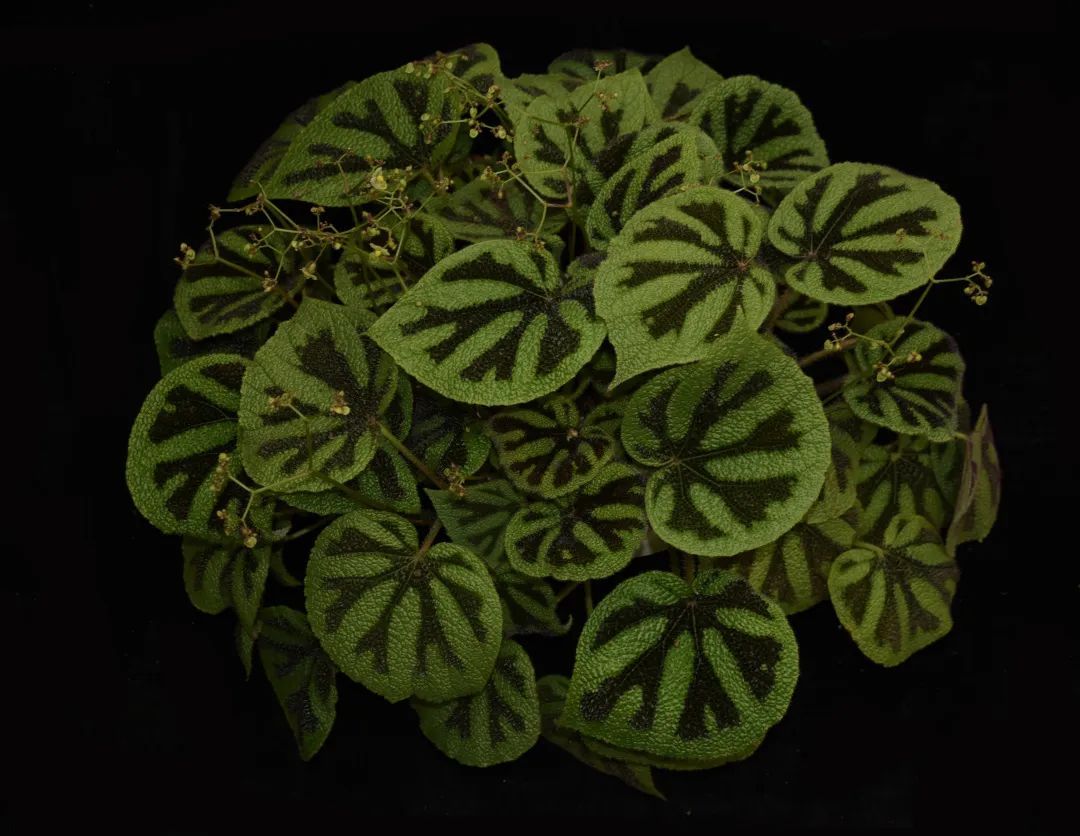 铁十字秋海棠（Begonia masoniana），产自中越边境，叶斑独特。