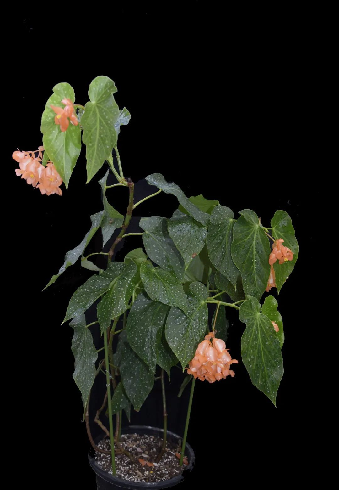 橙红秋海棠（Begonia‘Orange Rubrua’），由美国育种家Leslie Woodriff于1947年杂交培育，竹节类秋海棠，叶子淡绿色，带有少量银色斑点，花橙色，在深圳可常年开花。