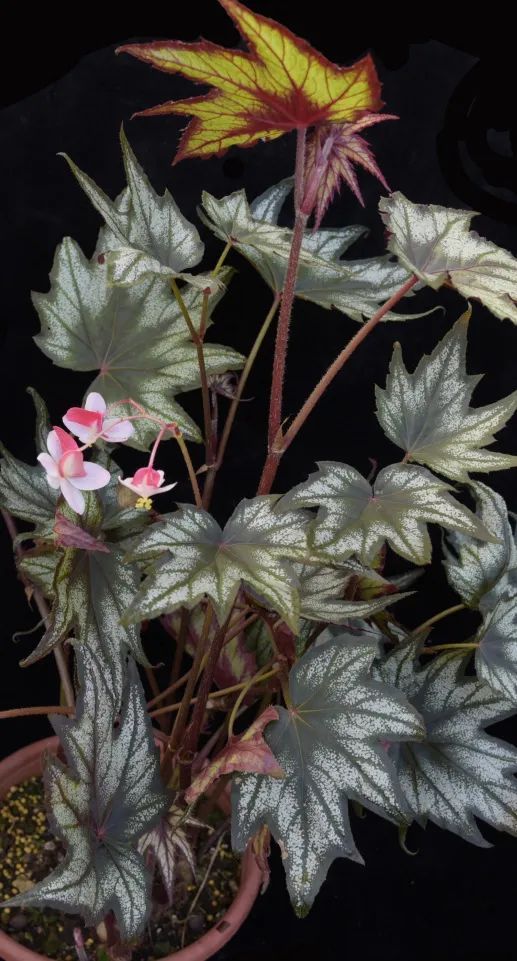 小兄弟秋海棠（Begonia‘Little Brother Montgomery’），星状叶片密布着微小银色斑点，是美国秋海棠育种家于1979年以裂叶秋海棠为亲本培育的品种，名字来源于一名音乐家“Little Brother Montgomery”。