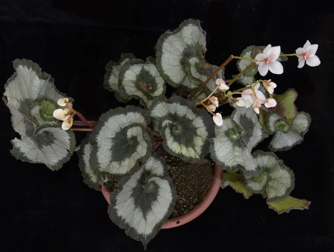 蜗牛秋海棠（Begonia‘Escargot’），秋海棠杂交品种，叶螺旋卷曲，叶片白色斑纹沿螺旋状分布，形似蜗牛壳。