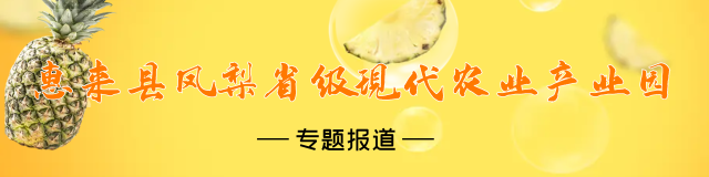 惠来凤梨空降广州！自力市集掀起香甜浪潮｜惠来县凤梨产业园专题报道⑩
