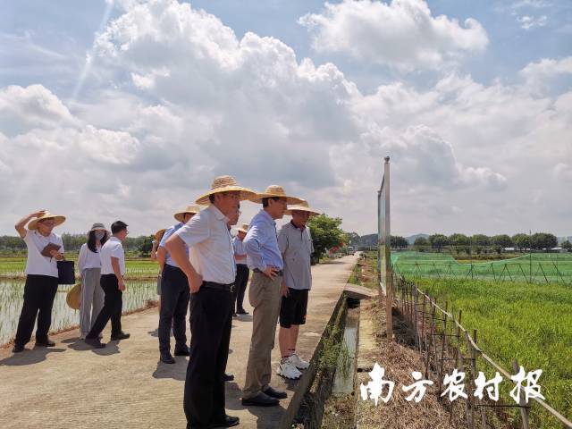 调研增城区丝苗米省级现代农业产业园。