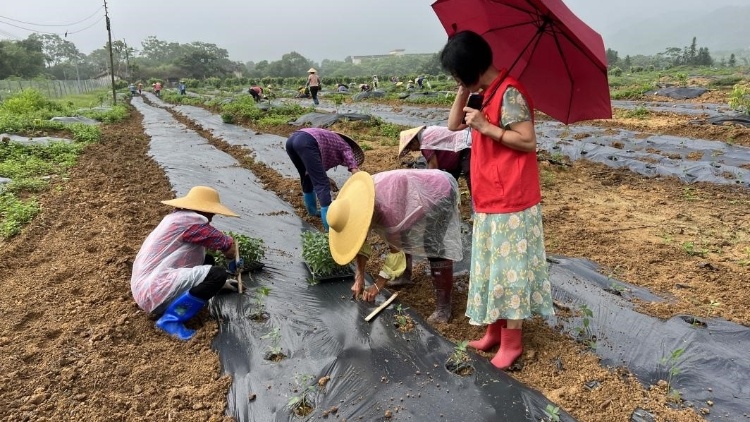 科技駐鎮(zhèn)進(jìn)行時(shí)|挖掘云浮新興“地道風(fēng)味”，腳踏實(shí)地開展駐鎮(zhèn)幫扶