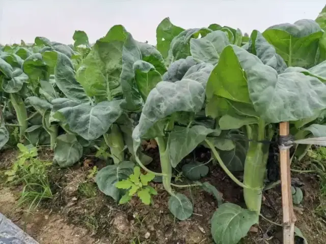 澄海的“美”，从一棵芥蓝说起
