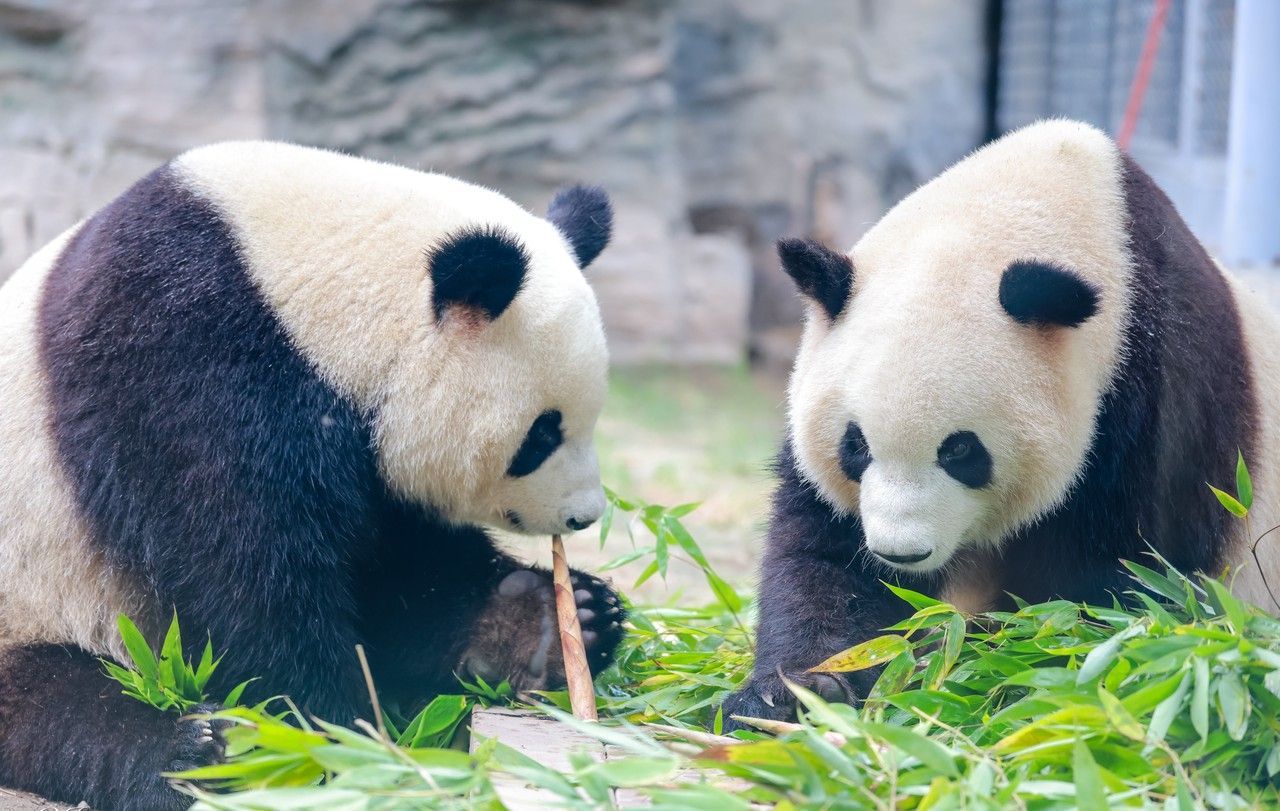 深圳野生动物园图片图片