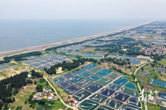 在坡头区南三镇，星罗棋布的对虾养殖塘延伸至海边。