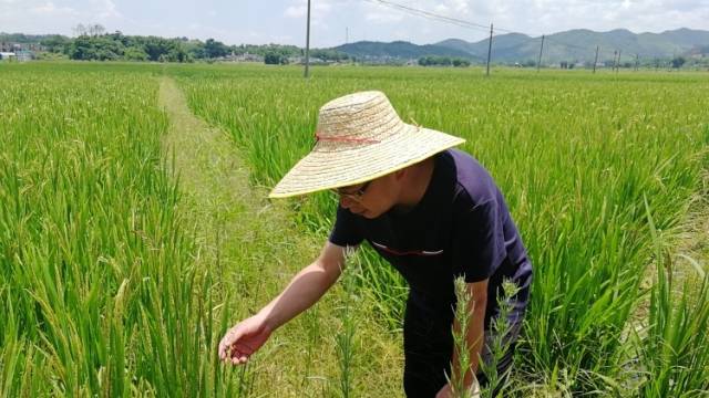 南方特稿｜守牢底线，端稳饭碗！粤北山区蹚出灾后“保粮路”