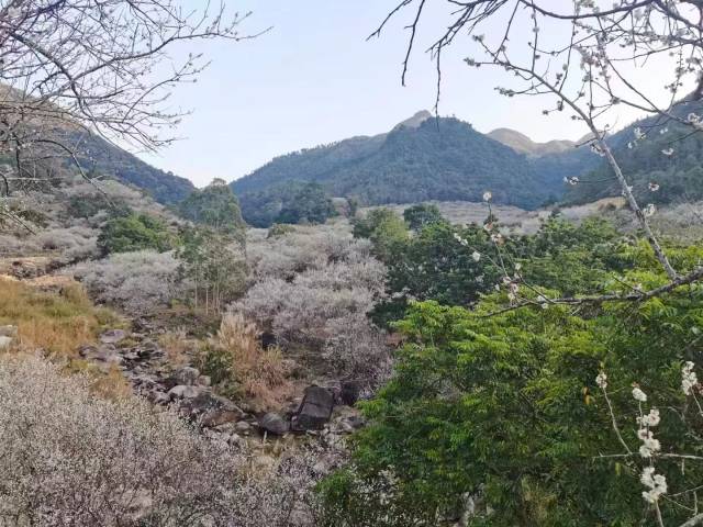 大寒时节,螺洞村漫山梅花盛放 大寒时节,螺洞村漫山梅花盛放