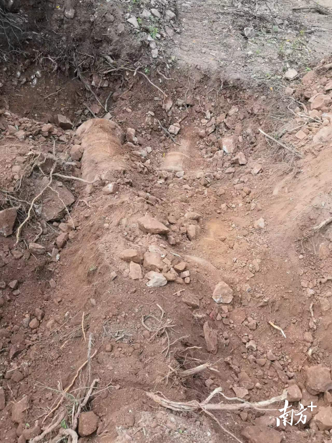 9月6日，现场施工队发回的古炮图片。