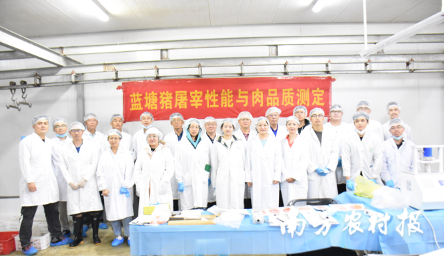 第三次全国畜禽遗传资源普查蓝塘猪性能测定工作顺利完成