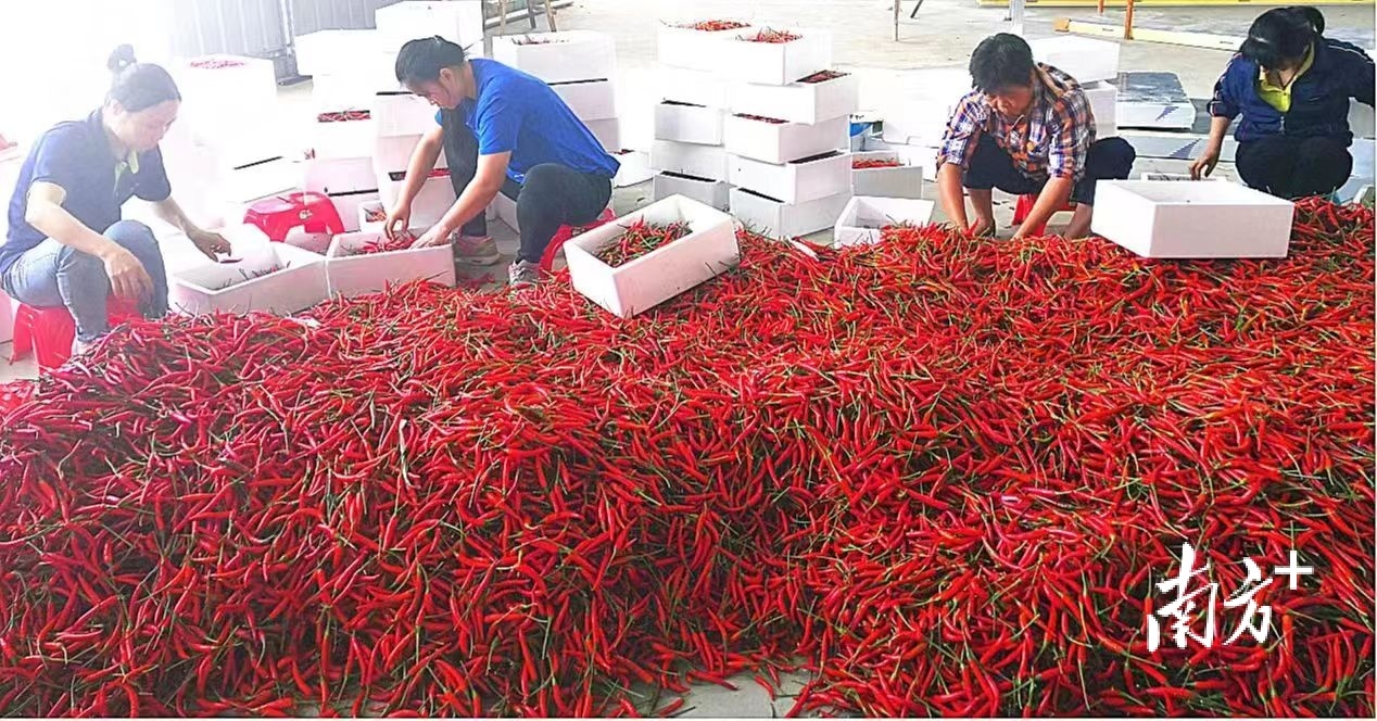 罗平镇辣椒在冬季能卖上好价钱。