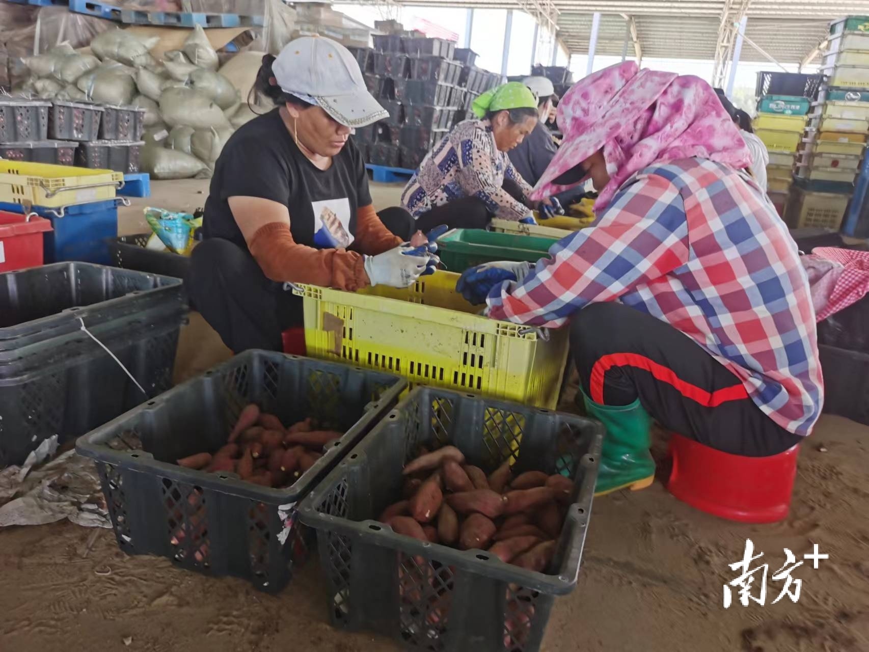 碣石镇的农户正在分装甘薯。